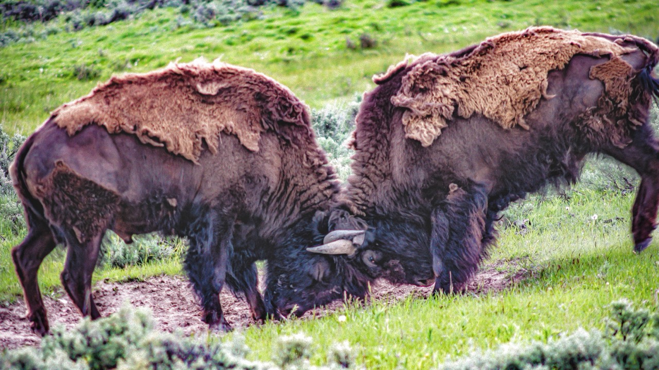 Two bison locking horns in a grassy field