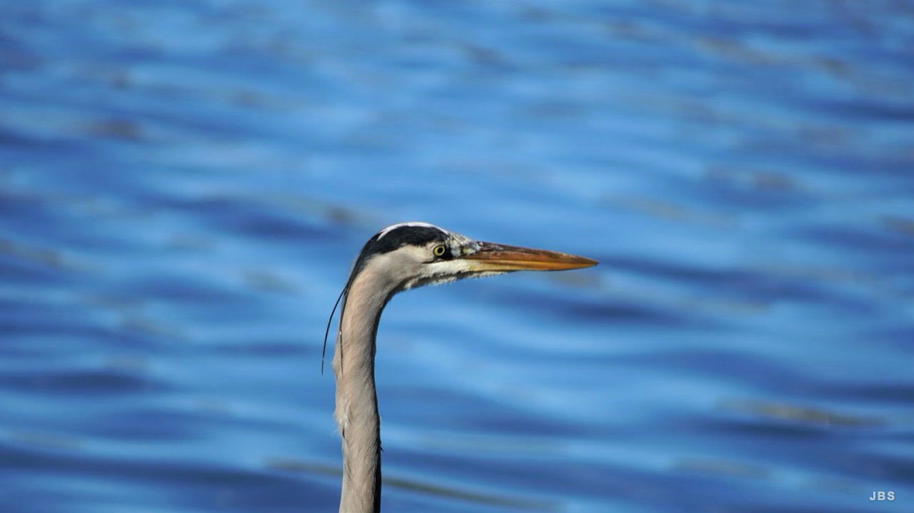 A great blue heron in profile against rippling blue water