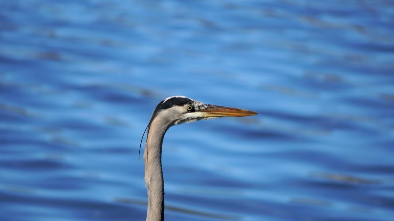 A great blue heron in profile against rippling blue water