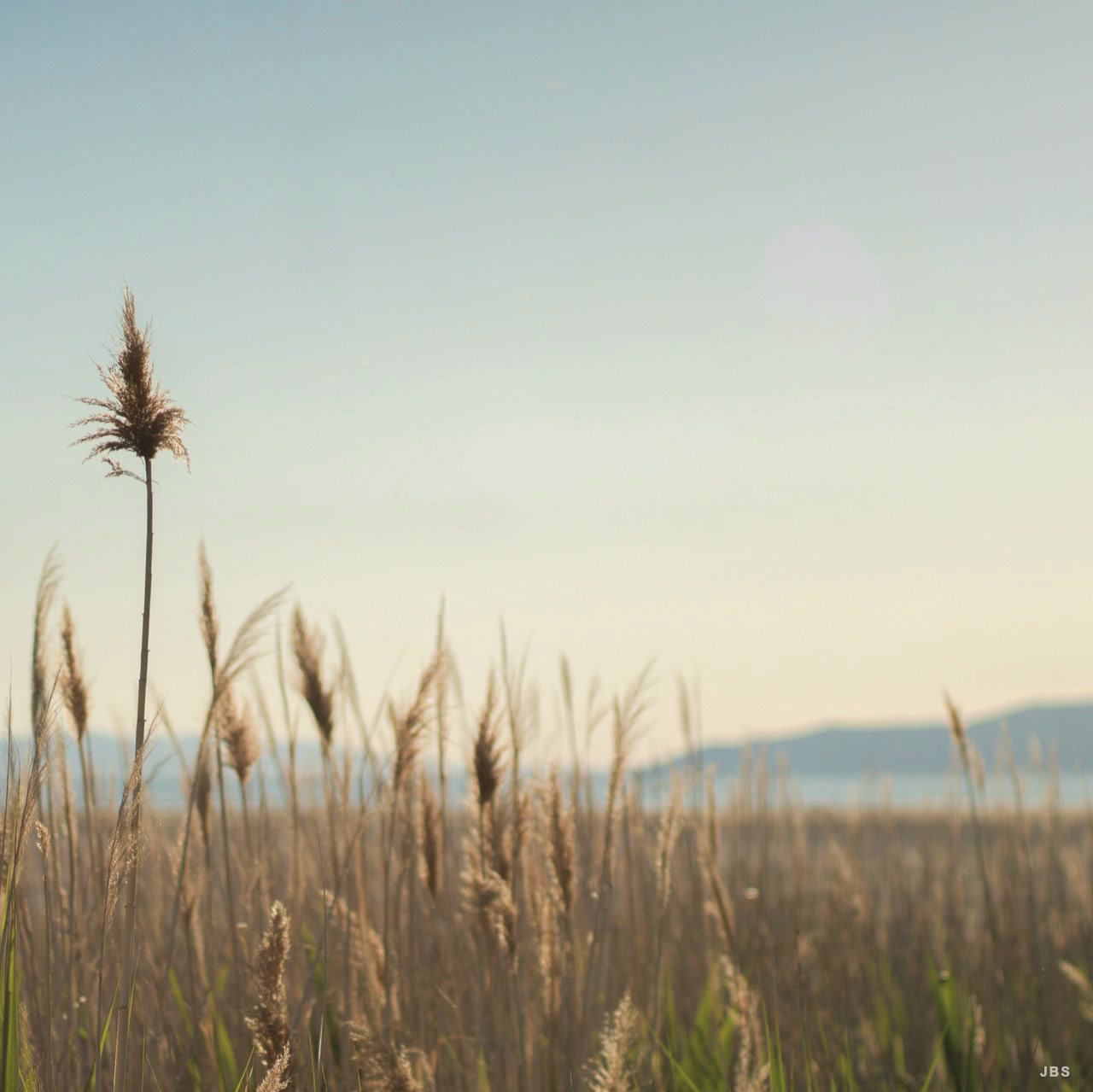 A single tall reed rising above a softly lit marsh