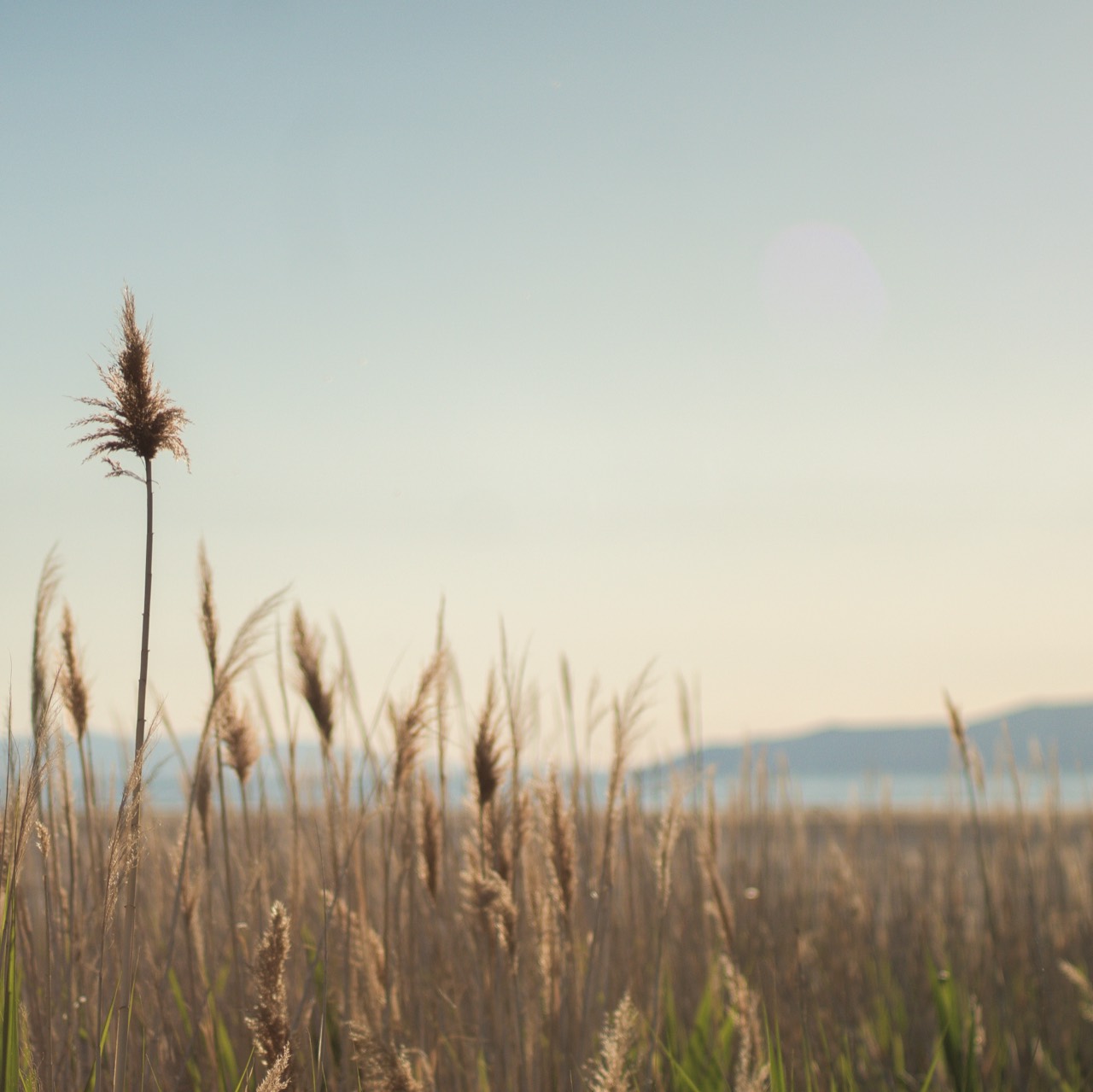 A single tall reed rising above a softly lit marsh