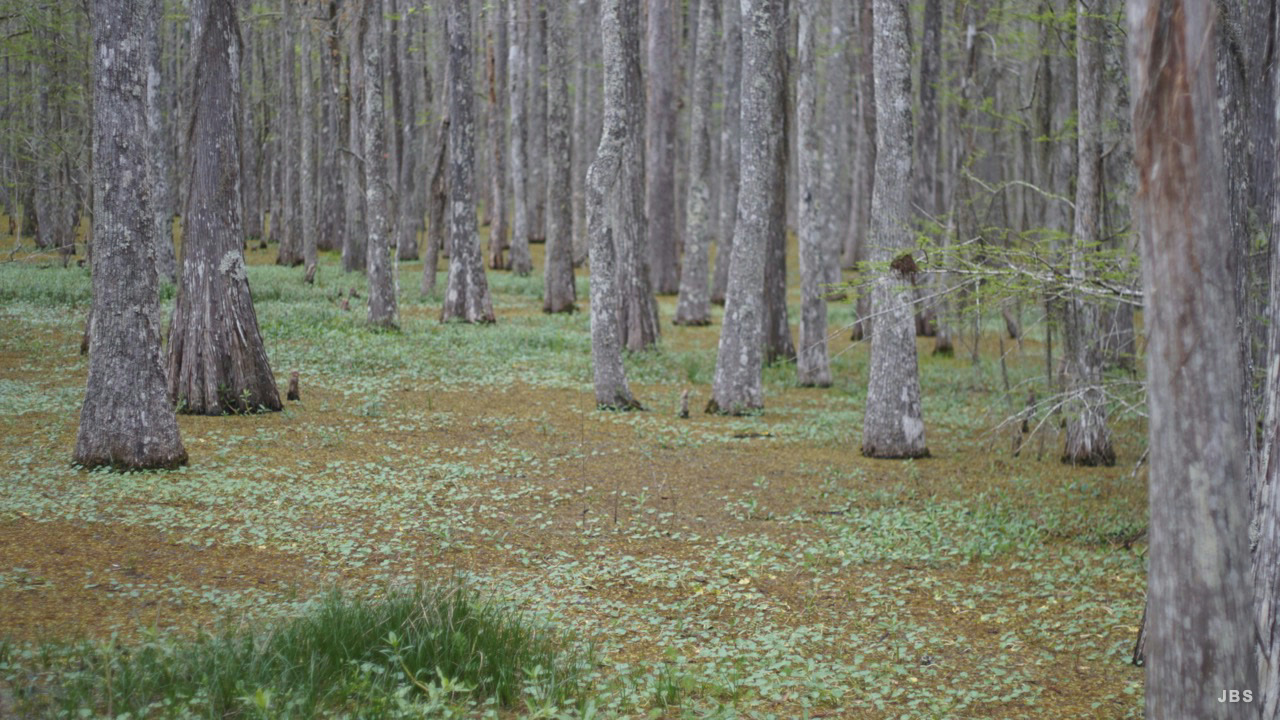 Cypress trunks rising from a green forest floor