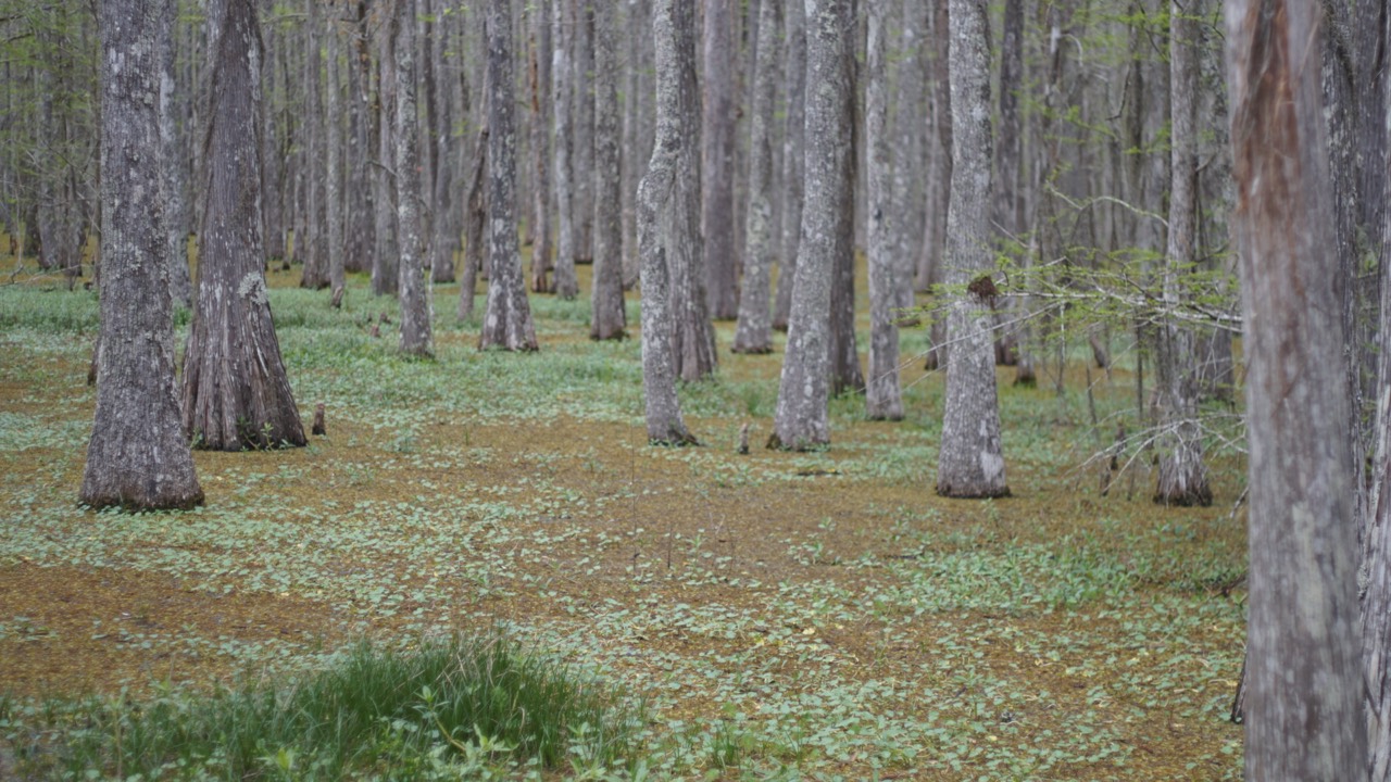 Cypress trunks rising from a green forest floor