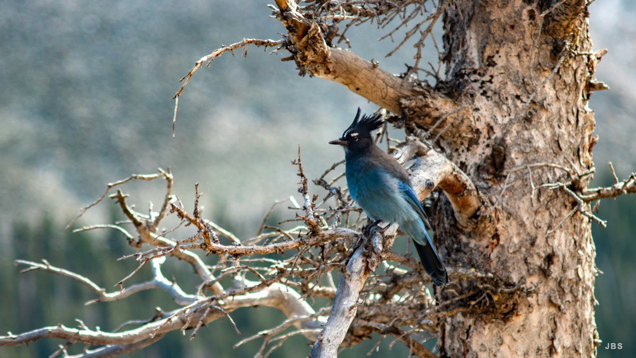 A Steller's jay perched among bare pine branches