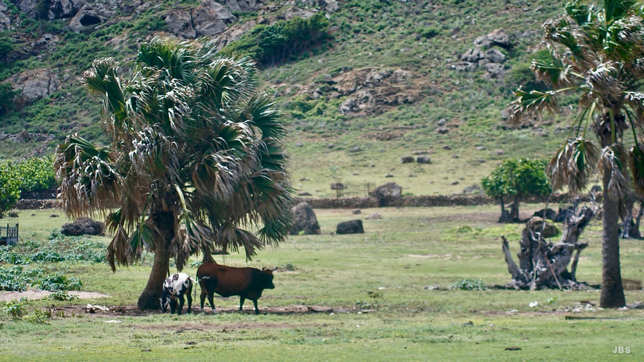Cattle grazing beneath palms in a rocky green pasture