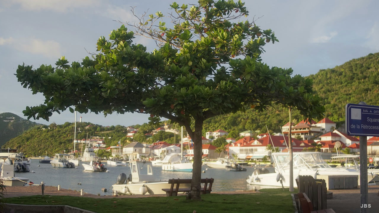 A broad shade tree overlooking boats in Gustavia harbor