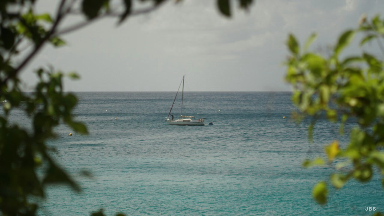 A sailboat on blue water framed by soft green leaves