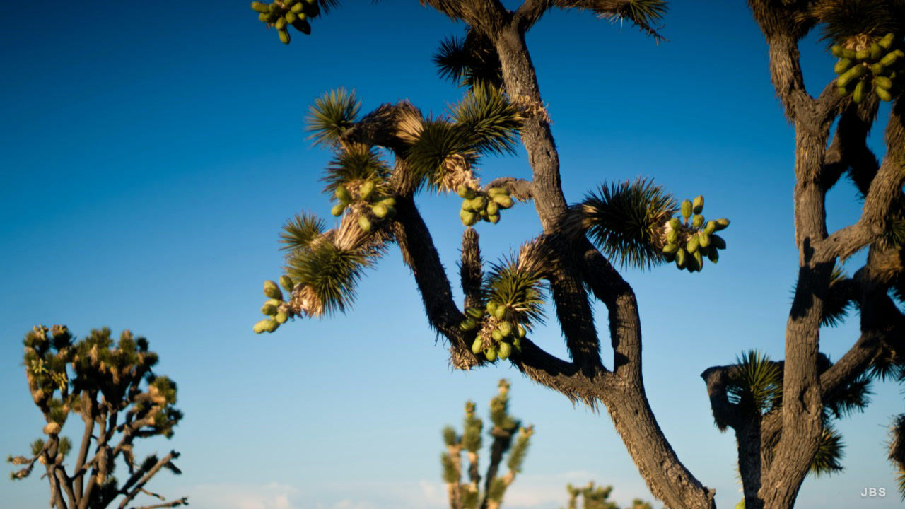 Joshua tree branches and green blooms against a deep blue sky
